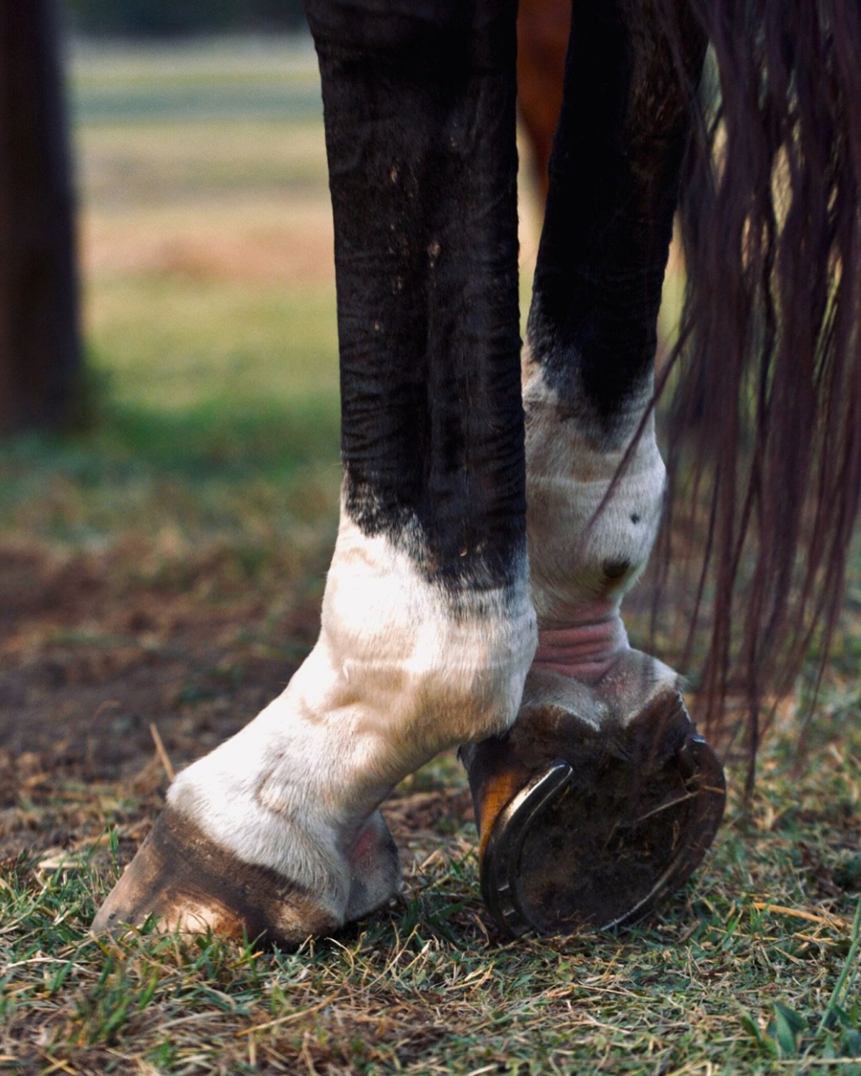 Detalle de un caballo del club